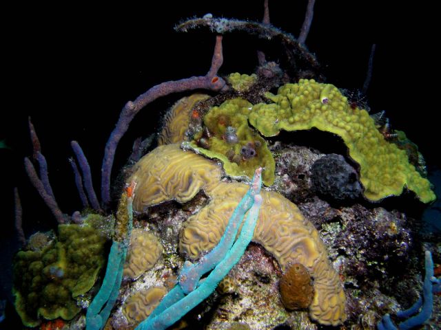 more great corals