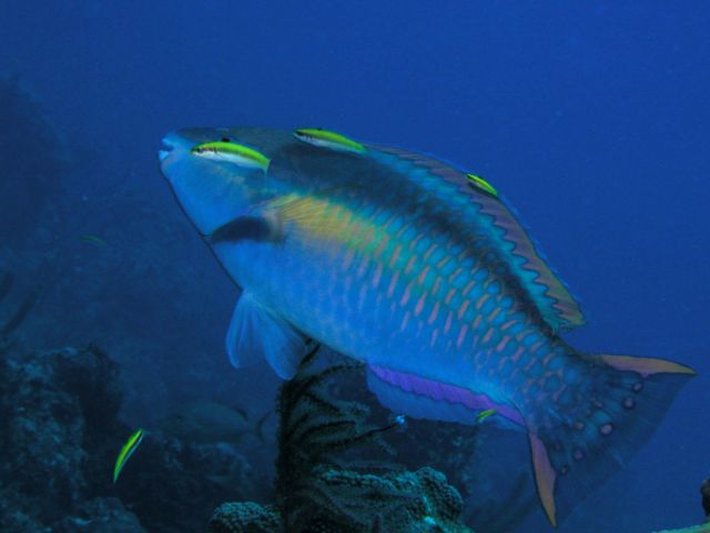 And parrotfish