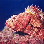 Scorpionfish