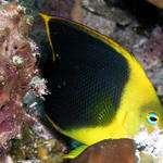 rock beauty angel fish