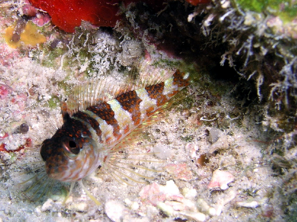 saddleback blenny