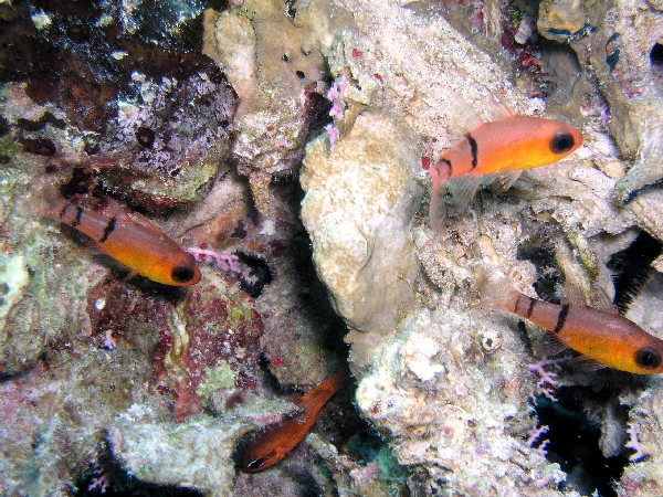 cardinal fish