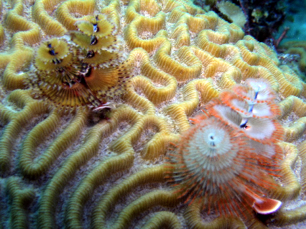 two colors of christmas tree
worms on brain coral