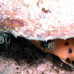 conch shell eyes