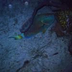 parrotfish sleeping