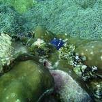 Christmas Tree Worms Dungan Wall