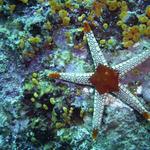 Starfish Monkeybeach On wreck