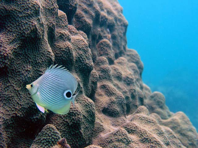 Butterfly and the Reef