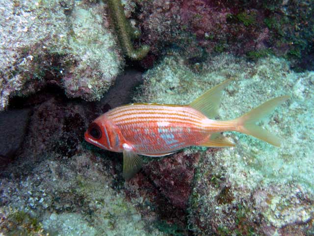 Squirrel Fish