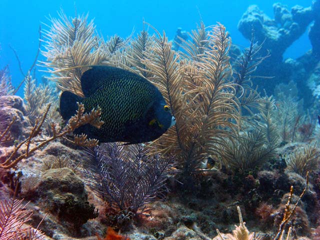 Angelfish