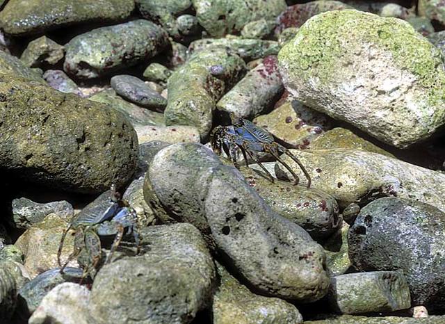 06. Crabs having just dined on sea urchins