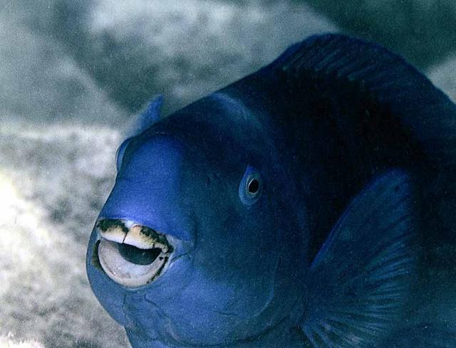 11. Blue Parrotfish "Boss of the Shallows"