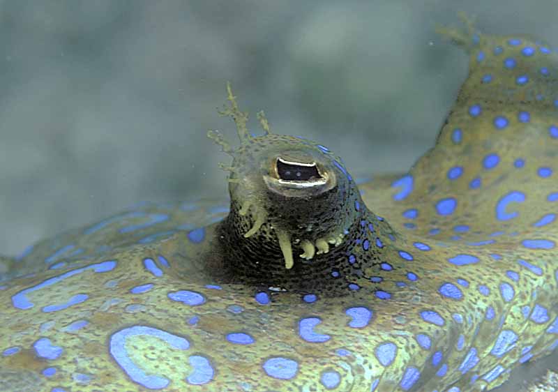 14. Peacock Flounder - eye ball shot with 200mm lens