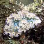 68. Lettuce Leaf Sea Slug