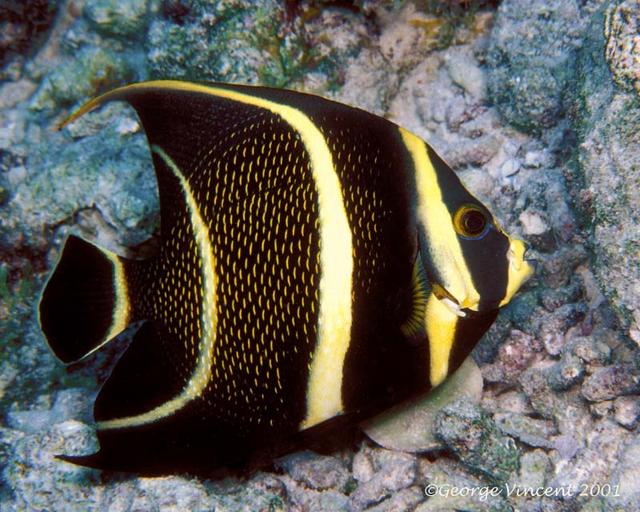 69. Juvenile French Angelfish