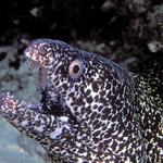 72. Spotted Moray