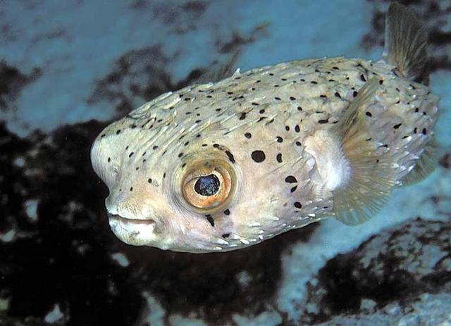 zballoonfish9