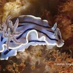 nudi020 1394