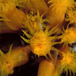 yellowpolyps1