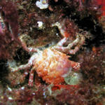 Unidentified crab with small anemone attached. Found out later it was dead.