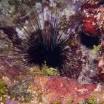 Longspinned Urchin