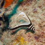 Juvenile Spotted Drum