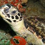 Tobago Turtle