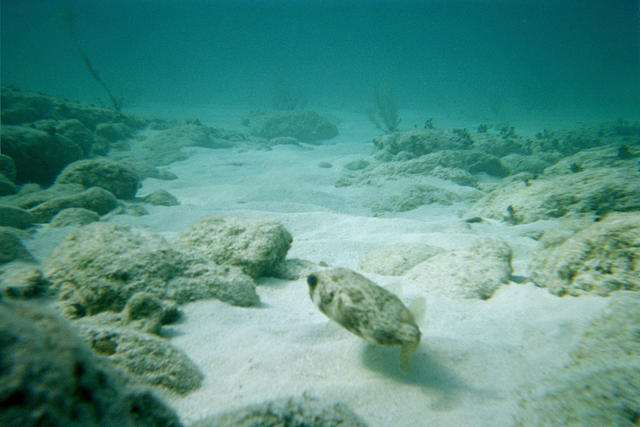 Puffer I found at "Road to Atlantis"