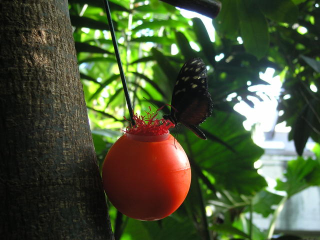 Butterfly at the Vancouver Aquarium.