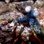 Peacock Mantis Shrimp Odontodactylus scyllarus