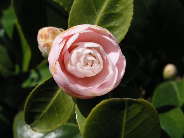 Camellia_209.JPG