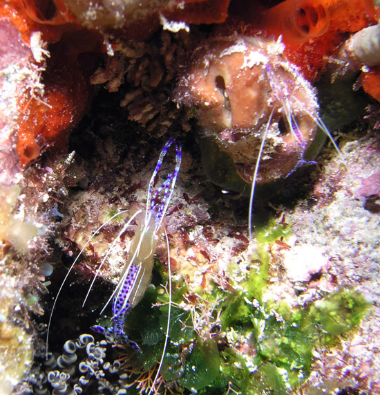 Pederson Cleaner Shrimp - Say hello  to my little friend