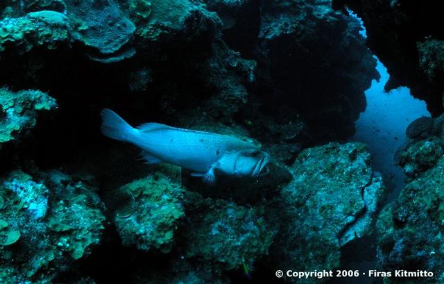 Grouper Cleaning Station  1