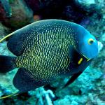 Angel Fish 3