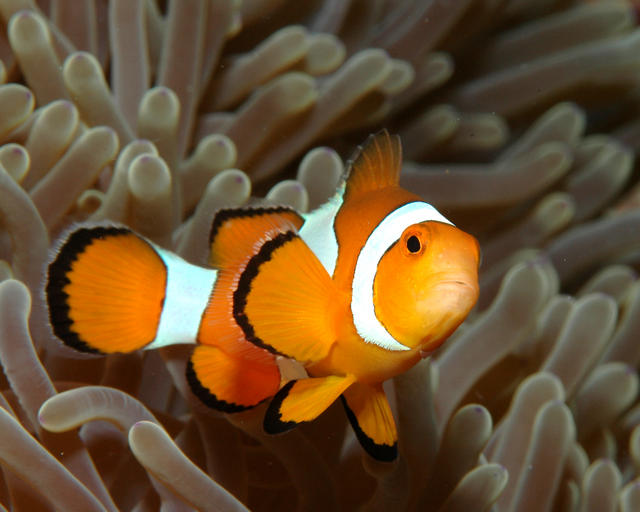 clownfish111