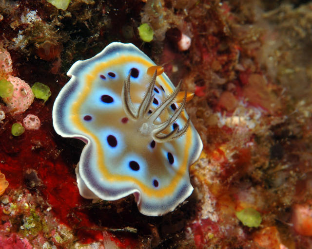 nudi79