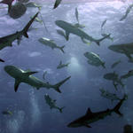 Shark Feed at Amberjack Reef
