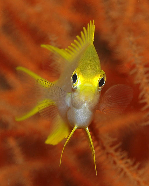 yellowfish128