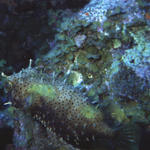 Spotted burrfish rare3 10