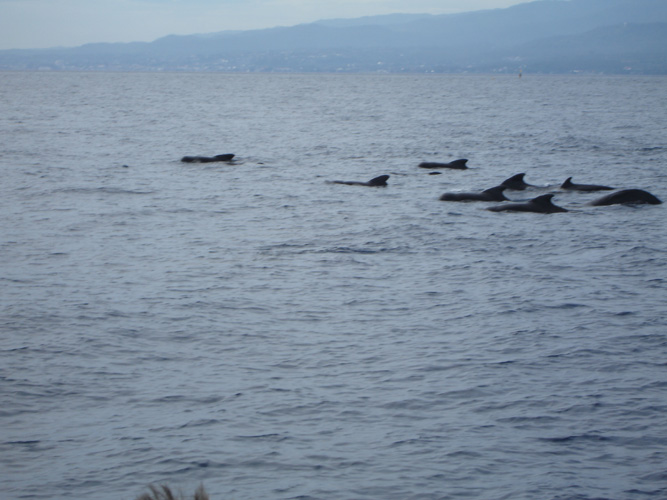 DSC00723  Pilot Whales