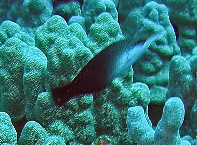 konabirdwrasse1