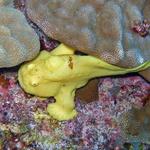 konafrogfish