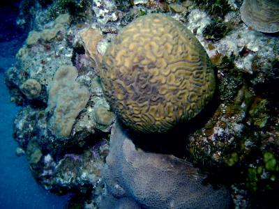 Brain coral