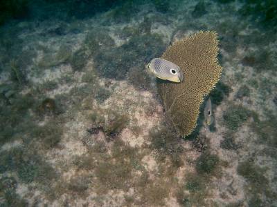 Butterflyfish with fan coral